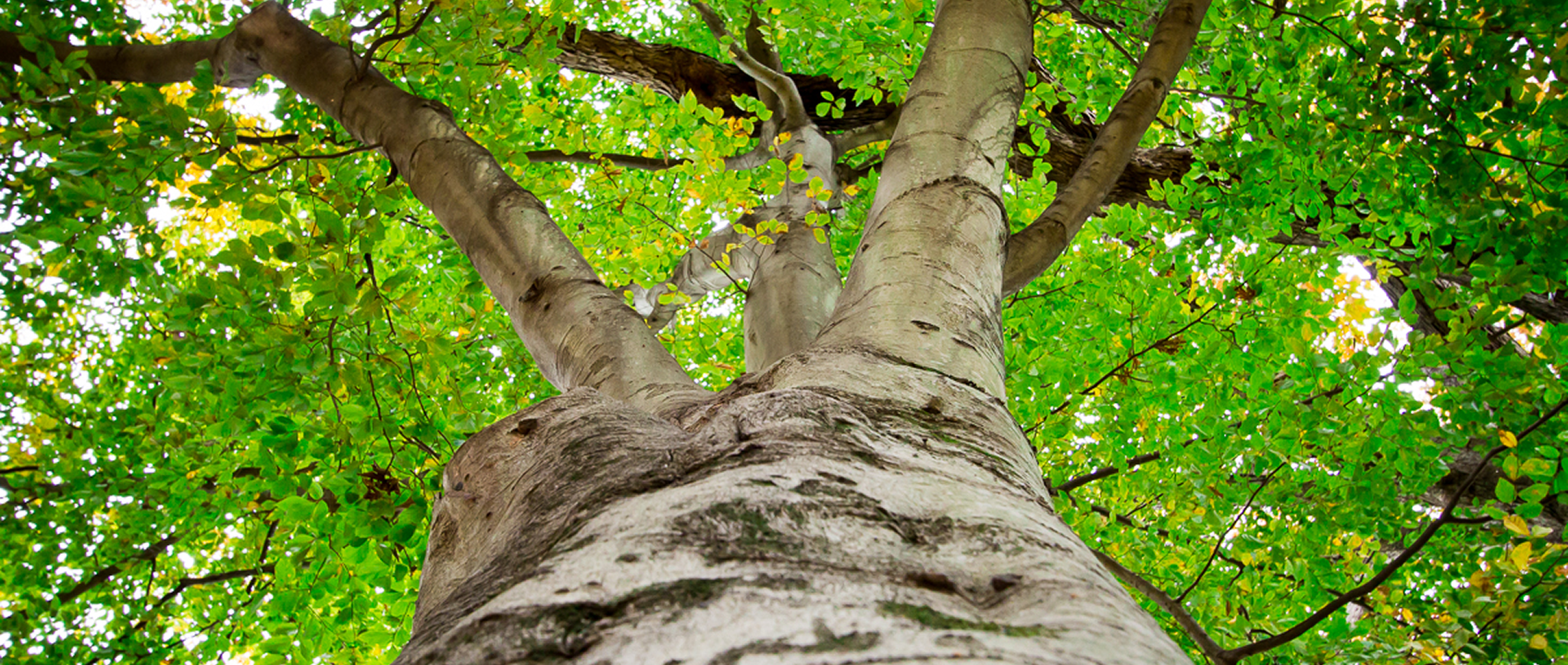 Tree trunk with vibrant green foliage