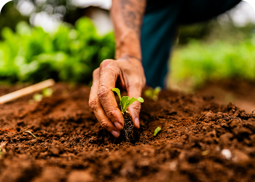 Close-up of hand planting a seedling