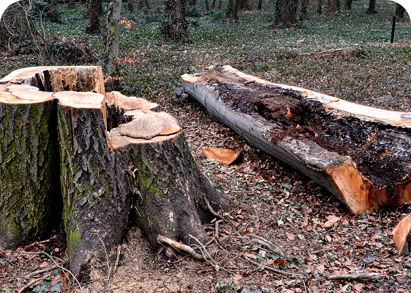Cut tree stumps in wooded area