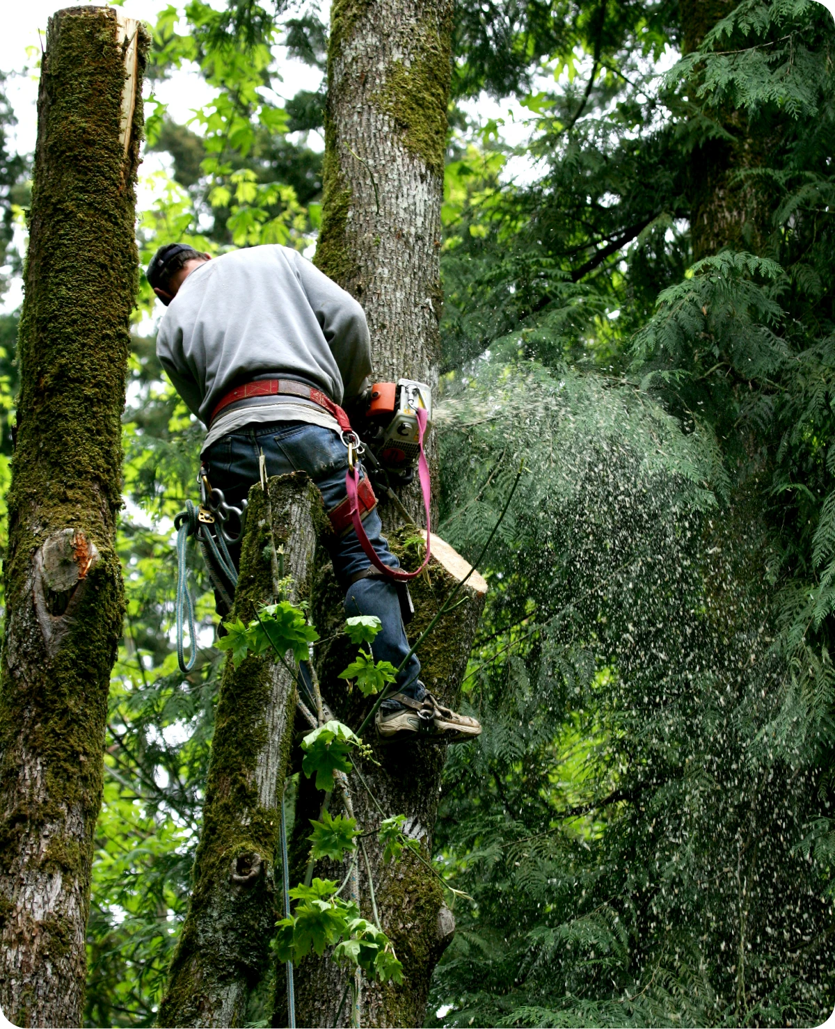 Arborist cutting tree branches with chainsaw.