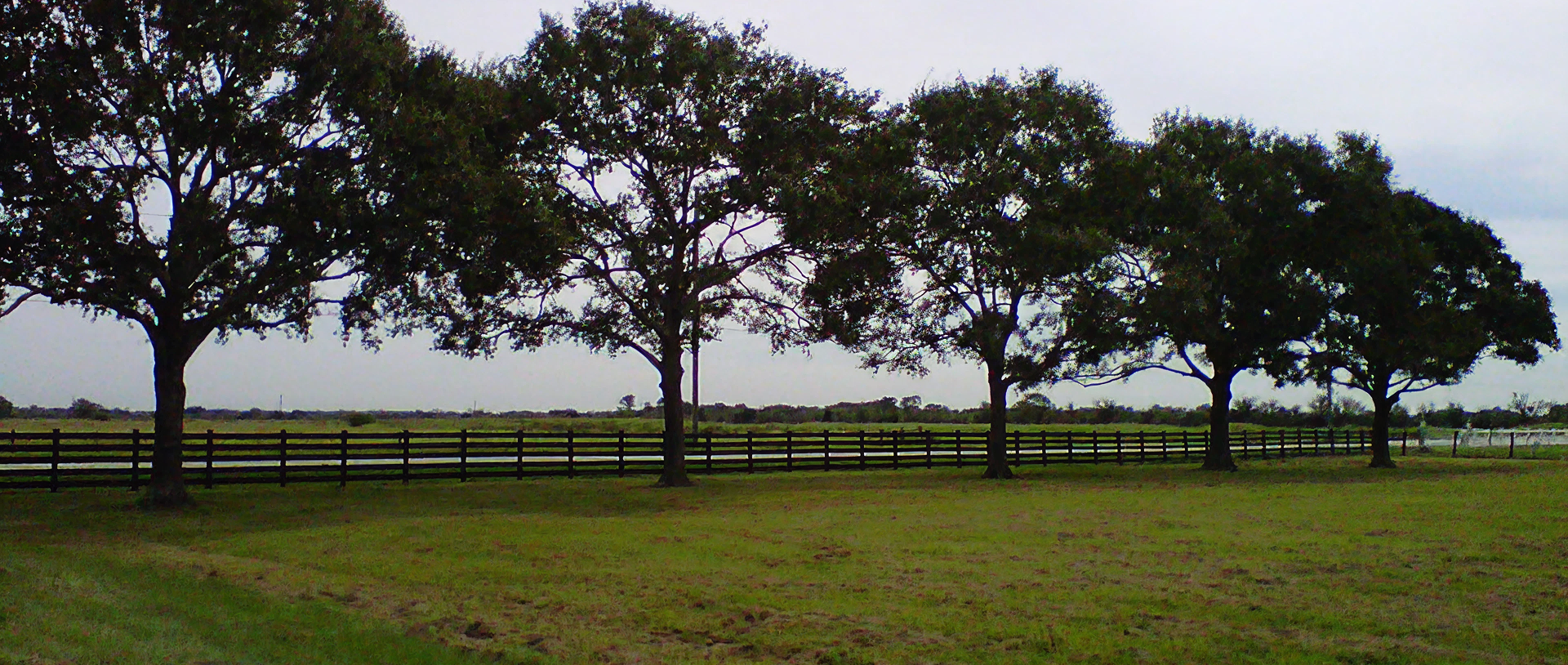 Row of trees beside a wooden fence.