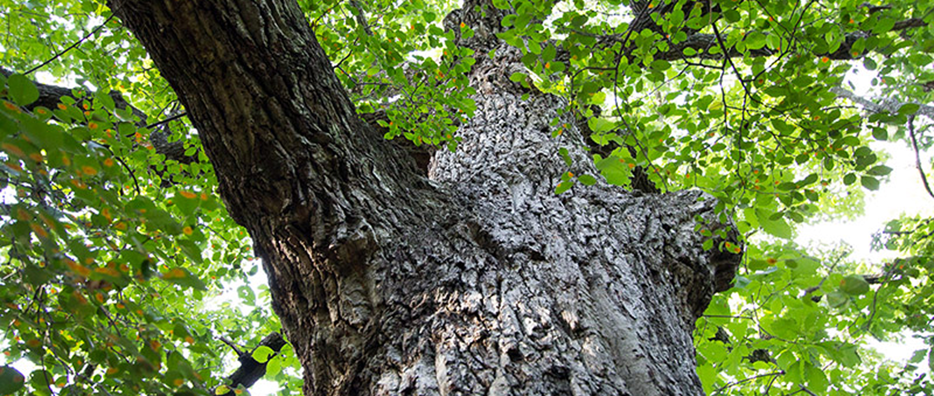 Tree trunk with green leaves above
