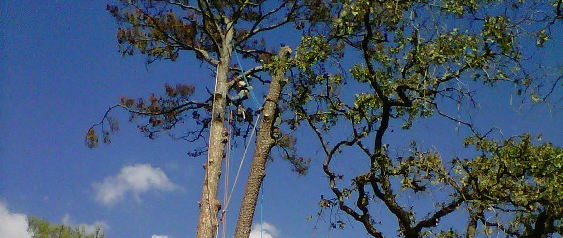 Arborist pruning branches under blue sky
